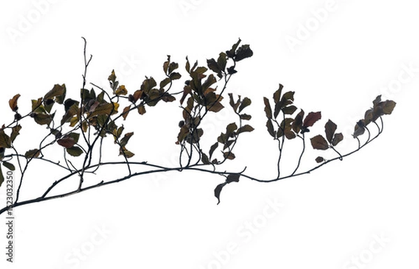 Fototapeta Branch featuring delicate twigs and brown leaves stands out against an isolated transparent background, highlighting the beauty of nature and minimalist aesthetics