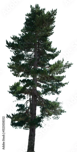 Fototapeta A tall pine tree exemplifies natural beauty with its lush green needles and strong trunk, perfect for use in diverse design projects or illustrations