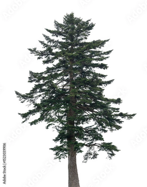 Fototapeta A tall evergreen tree showcases its vibrant green needles and strong trunk against a transparent backdrop, emphasizing its natural beauty and stature