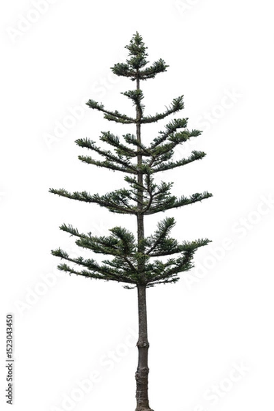 Obraz Tall evergreen tree stands independently against a transparent backdrop, highlighting its clean lines and elegant structure, suitable for various design projects