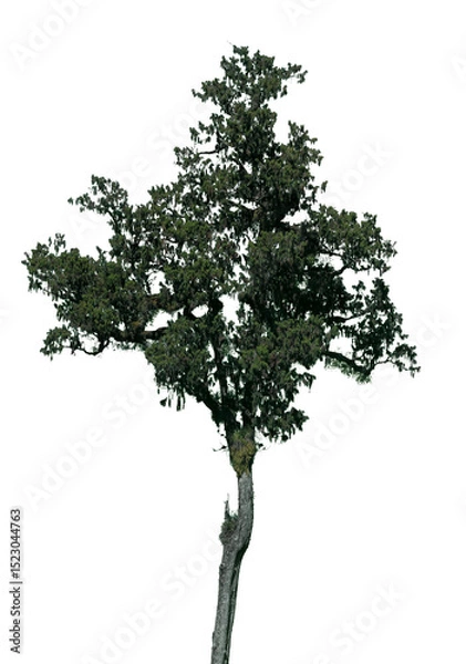 Fototapeta This tall green tree features dense foliage and a robust trunk, highlighting natural beauty and intricate details against a transparent backdrop