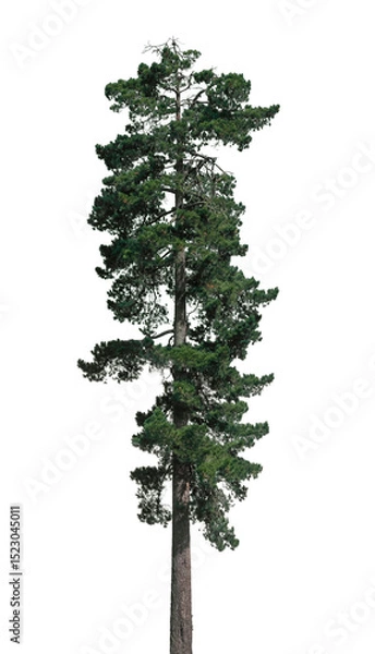 Fototapeta Sturdy and tall green tree stands isolated against a transparent backdrop, showcasing vibrant foliage and natural beauty ideal for various creative uses