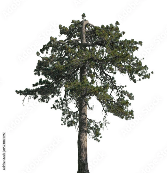 Fototapeta Beautiful tall pine tree showcases vibrant green needles and a sturdy trunk, ideal for digital design, illustrations, or nature-themed projects and decorations