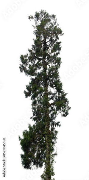 Fototapeta Green tree stands tall against a transparent background, exhibiting a vibrant crown of leaves reaching towards the sky, symbolizing nature's resilience and peace