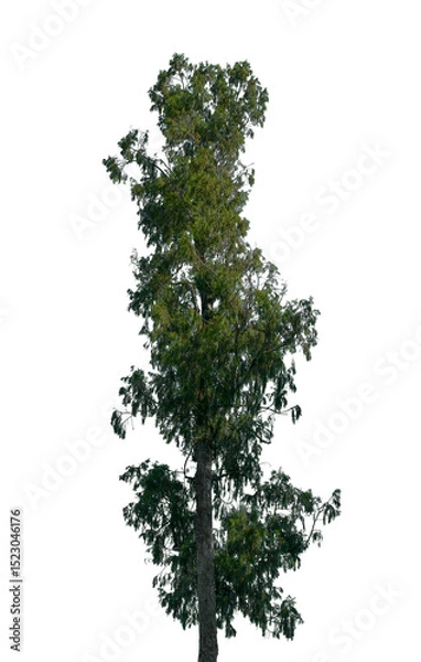 Fototapeta A tall, lush green tree is depicted on a transparent background, suitable for various design applications, focusing on its vibrant foliage and crisp shape