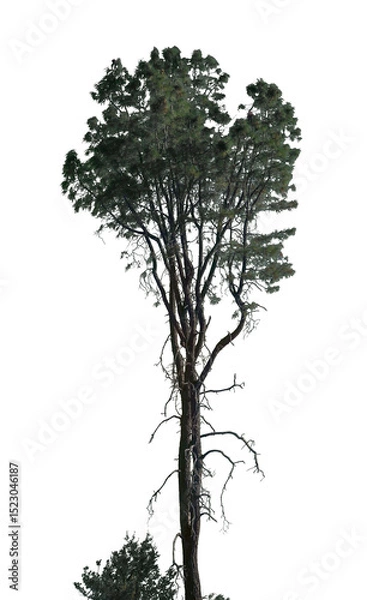 Fototapeta A tall tree stands prominently with long branches and lush green foliage, isolated on a transparent background, highlighting its natural beauty and structure