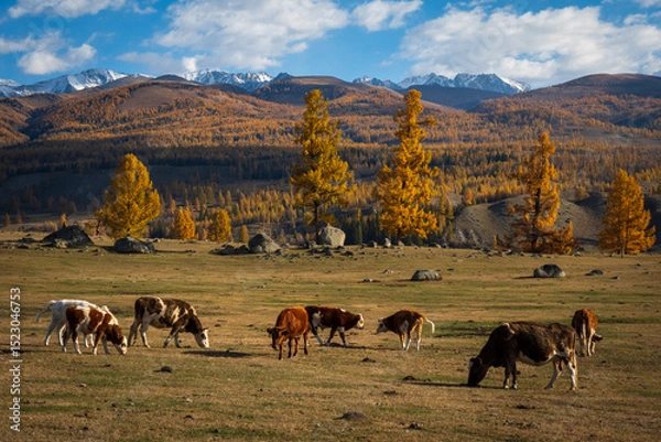 Obraz Cows grazing in a colorful autumn landscape with golden trees, grassy meadow, and snowy mountains. Natural scenery depicting countryside tranquility and beauty.