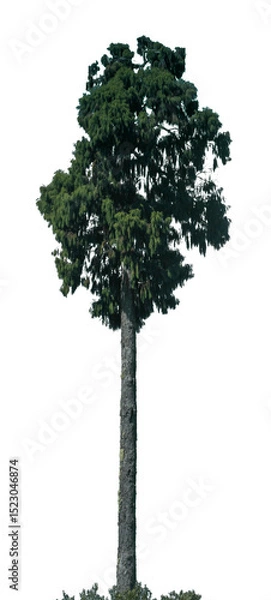 Fototapeta This tall evergreen tree showcases lush green foliage and a robust trunk, perfect for design work, nature illustrations, or educational materials