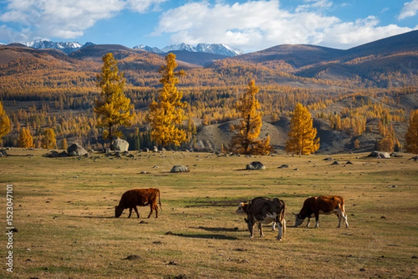 Obraz Cows grazing peacefully in a scenic valley during autumn with colorful foliage and mountain peaks.