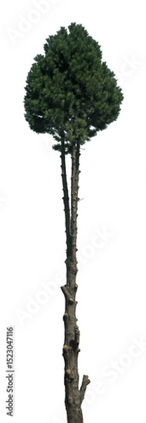 Fototapeta A tall evergreen tree features thick, lush green foliage at the top and a slender, rough bark trunk on a transparent background, ideal for various designs
