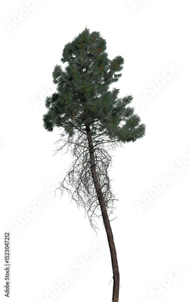 Fototapeta Tall tree with lush green needles and distinctive shape stands out against a transparent background, highlighting its unique textures and natural beauty