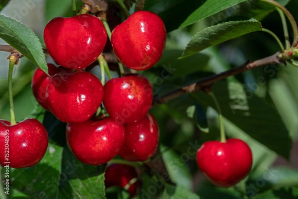 Obraz Great harvest of ripe red cherries on a tree branch. Selective focus.