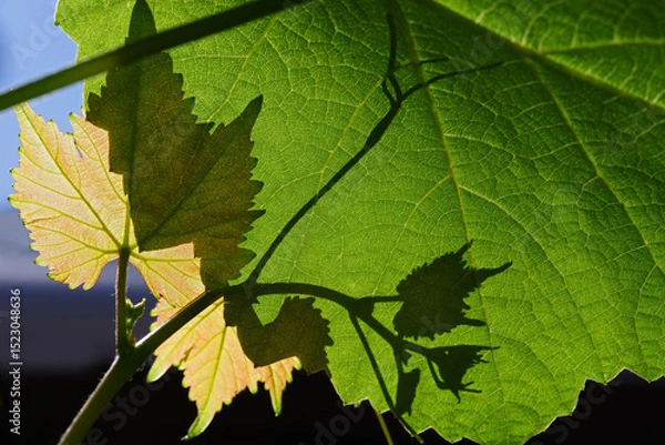 Obraz Texture of grape leaves in bright sunlight. Selective focus.