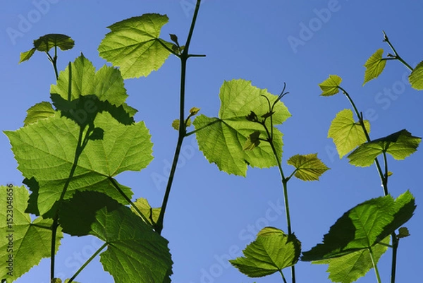 Obraz Texture of grape leaves in bright sunlight against the blue sky. Selective focus.