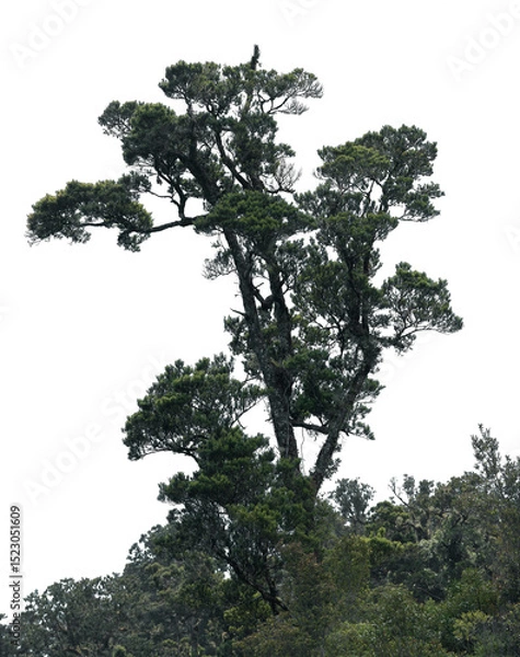 Fototapeta Lone evergreen tree displays a unique shape and dense foliage, vividly standing out with a transparent backdrop suitable for various design purposes