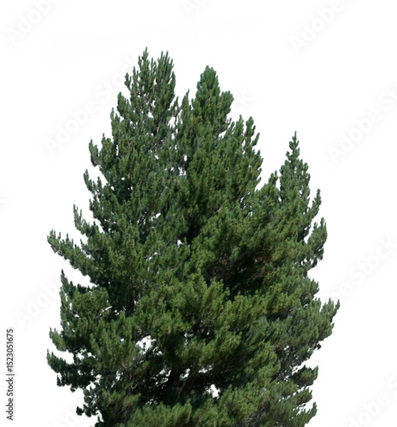 Fototapeta Tall pine tree displays lush green needles and symmetrical branches, creating a sense of tranquility and life, well-suited for various design applications