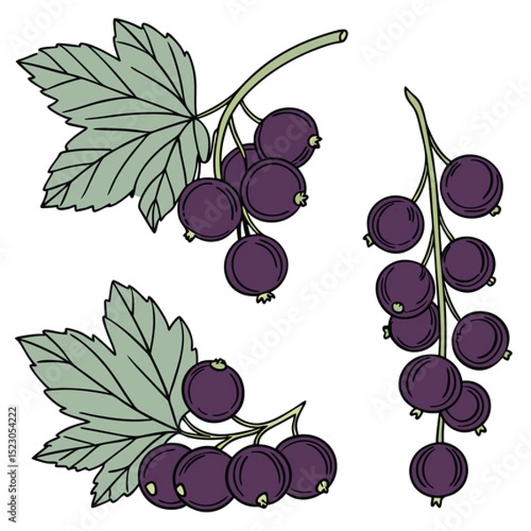 Fototapeta Collection set of Black currant In different perspectives