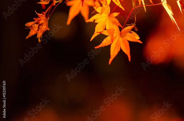 Fototapeta 縮景園の紅葉
