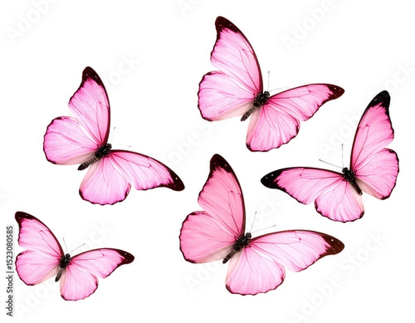 Fototapeta fliegende rosa Schmetterlinge isoliert auf weißen Hintergrund