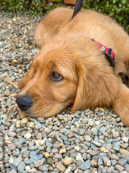 Obraz golden retriever puppy laying on the ground