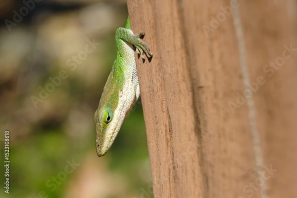 Obraz Green anole reptile selective focus