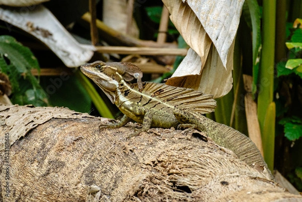 Obraz Brown Basilisk in a tropical forest