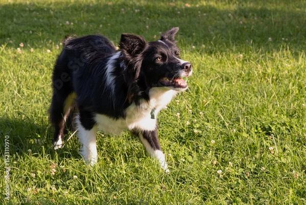 Obraz Border Collie dog ready to play in the grass