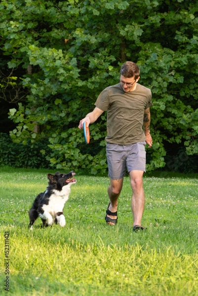 Obraz Man plays with Border Collie dog in backyard lawn, holding a flying disc