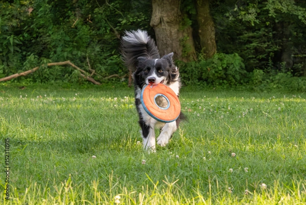 Obraz Border Collie dog carrying a flying disc