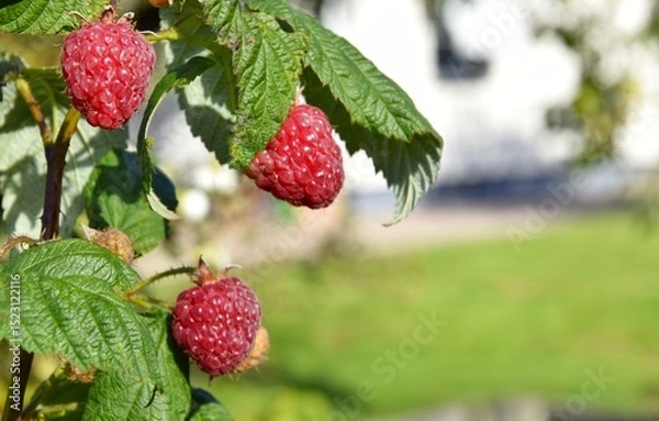 Obraz A branch of ripening large raspberries