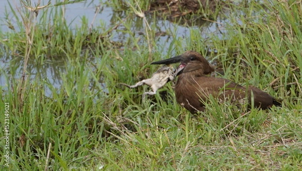 Fototapeta A hammerkop gets ready to swallow a whole frog.