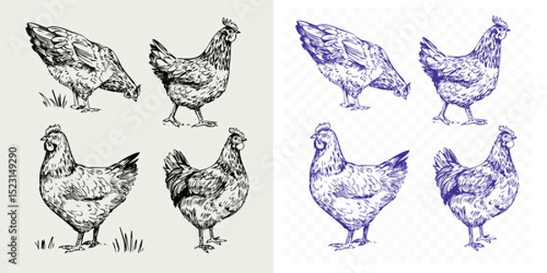 Fototapeta Chicken set, realistic hand drawn sketch, monochrome illustration, black outline on transparent background