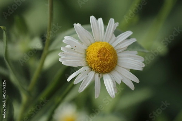 Obraz white daisy flower