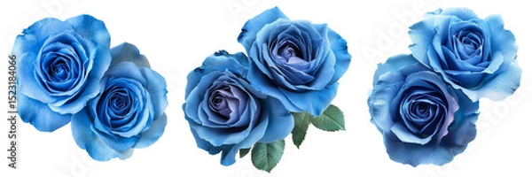 Fototapeta Set of Cluster of stunning blue roses arranged artfully on a white background, highlighting their rich color and texture on pure on transparent png background. Ai generated