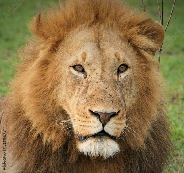 Fototapeta  The head of a lion with a serious look on his face.