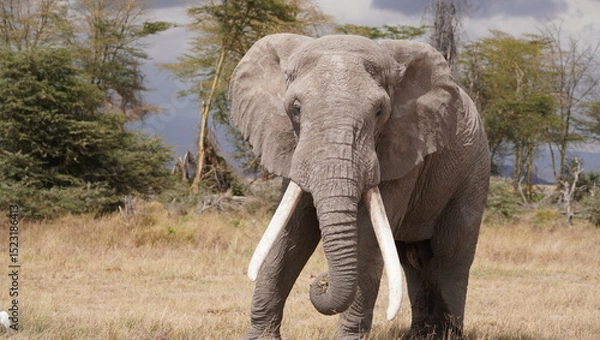 Fototapeta The largest of the African elephant in Amboseli park.