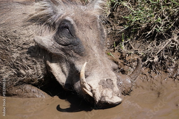 Fototapeta  The head of a warthog facing camera.