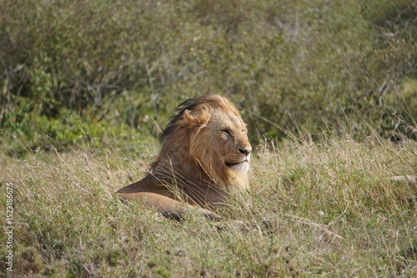 Fototapeta  The manes of a lion nicely combed backwards.
