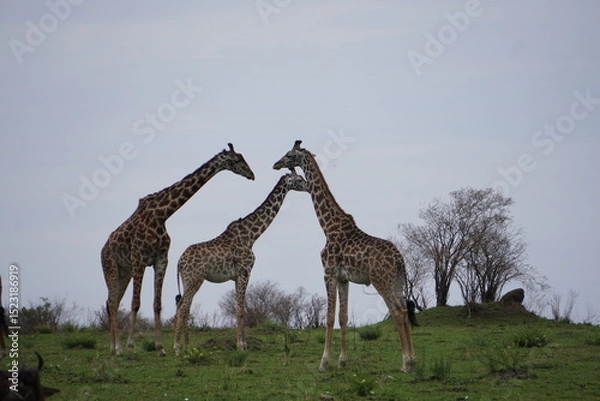 Fototapeta  Three common or maasai giraffe in the plains.