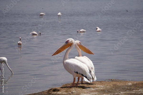 Fototapeta  Two pelicans sitting looking different direction