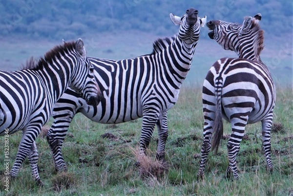 Fototapeta  Two zebras talking to each other.