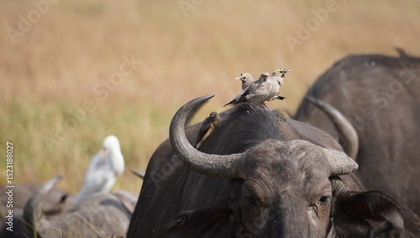 Fototapeta wattled starlings sitting on the back of a buffalos.