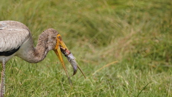 Fototapeta Yellow billed stork tries to swallow a large fish