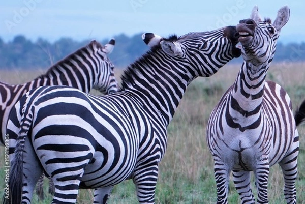 Fototapeta Zebra whispering into the ears of his friend.