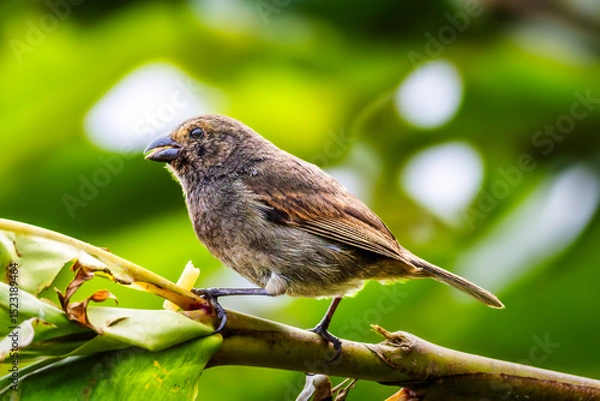 Obraz Female Lesser Antillean Bullfinch against a blurred background, in Martinique, France. Its natural habitats are subtropical or tropical dry forest, subtropical or tropical moist lowland forest