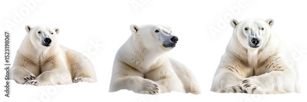 Fototapeta Set of Young polar bear cub playing or looking curious on pure on transparent png background. Ai generated