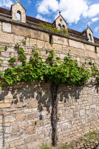 Obraz A vine climbs a high sandstone wall, behind it a stately building with gables