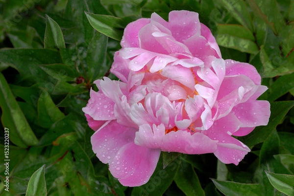 Obraz Spring flowers in green grass