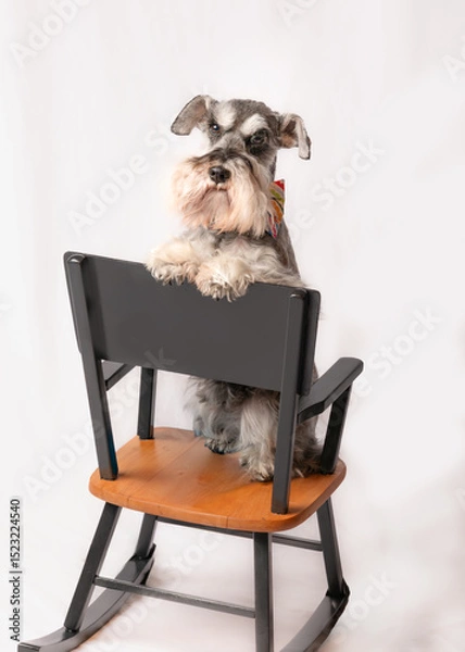 Obraz Whimsical schnauzer dog sitting in a black chair. Room for text or copy.  The salt and pepper dog has a long stylish beard with paws on chair back. 