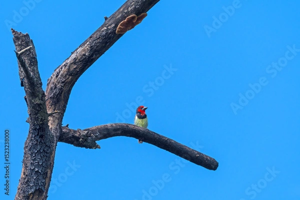 Obraz Black Collared Barbet in a Dead Tree